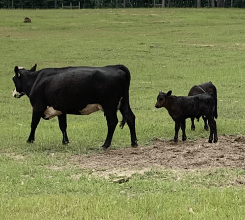 Farm Tours